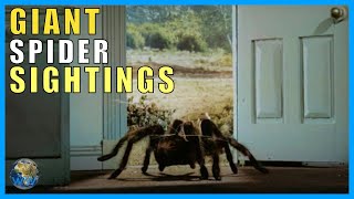 Giant Spider Sightings feat Truth is Scarier than Fiction [upl. by Northrup]