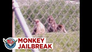 Snow monkeys escape the zoo 1989 [upl. by Abagail]