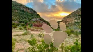 Leopard Trail in the Baviaanskloof June 2021 [upl. by Einahpehs]