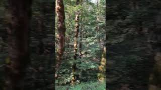 Walking through Hyrcanian forest north of Iran First mounth of Autumn 2024 asmr irantravel [upl. by Onra]