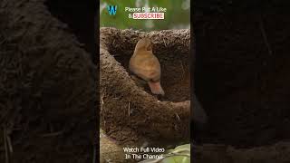 Rufous Hornero  The Engineer Birds  Birds Building Their Nest short 2 [upl. by Germano]