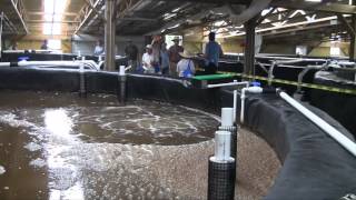 Fellsmere Shrimp Farm Grand Opening [upl. by Francis]