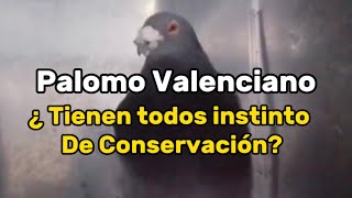 ¿ Son todos los palomos valencianos duros de pata y conservadores [upl. by Wendalyn505]