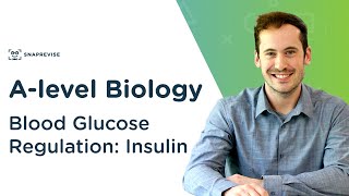 Blood Glucose Regulation Insulin  Alevel Biology  OCR AQA Edexcel [upl. by Tani]