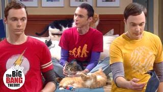 Unforgettable Sheldon Cooper Moments Seasons 16  The Big Bang Theory [upl. by Wenger525]