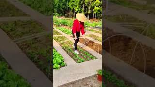 Healing rural lifepickingfruitvegetablerural life farmingsatisfyingagriculture [upl. by Aivull]