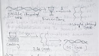 Molecular biology Nucleic acidsDNA Replication and Repair Paper 11unit 1 Semester 5 [upl. by Ahker673]