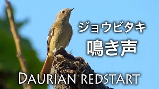 【野鳥観察】ジョウビタキの鳴き声  Daurian redstart [upl. by Gingras]