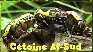 Pachnoda sinuata  Fabricius 1775  Cetoniidae  Cétoine noir et jaune dAfrique  042017 [upl. by Zetnas]