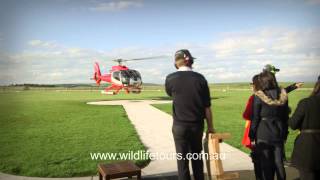 Wildlife Tours Australia Video [upl. by Anitsyrhc840]