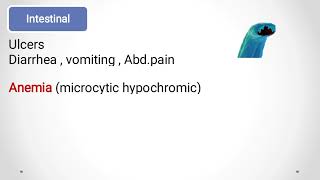 Hookworms Ancylostoma duodenale amp Necator americanus الديدان الخطافيةالانكلستوما [upl. by Llehsor165]