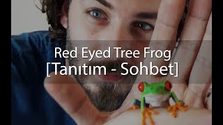 Kırmızı Gözlü Kurbağa  Tanıtım  Red Eyed Tree Frog [upl. by Pruchno]