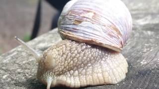 Vinbergssnäcka  Roman Snail  Helix pomatia [upl. by Ahsieka567]