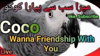 African Grey Parrot is live  Coco Wants To Be Your Friend  Saying ALLAHUAKBAR \ So Cute ParrotX2 [upl. by Ultan]