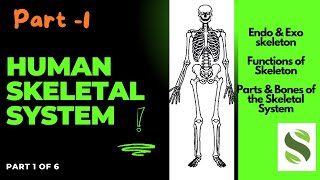 Unlocking the Human Skeletal System Endoskeleton vs Exoskeleton Functions amp Key Bones Explainedquot [upl. by Ira]