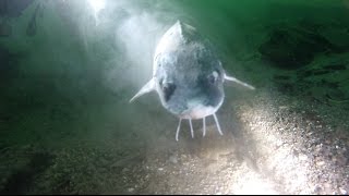 Diving with Sturgeon at Dosthill Quarry [upl. by Ttirrej33]