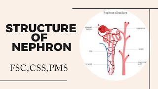 Nephron Structure Nephron class 12 Nephron diagram Nephron [upl. by Kathye748]