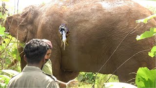 Unicorn Tusker got a puncturing wound after being defeated by a fight between another tusker [upl. by Yzzo156]