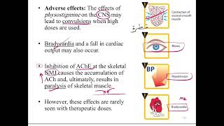 Cholinergic agonist indirect and irreversible2 pharmacology ans3 p2 [upl. by Jez773]