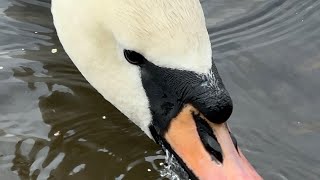 Swan Pair Mating Gave Them Grain Seth amp Aria April 2 2024 [upl. by Jessen]