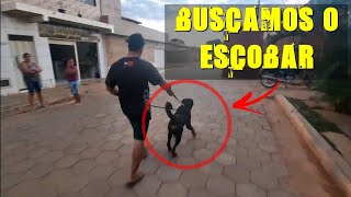 BUSCAMOS UM ROTTWEILER PARA ADOAÇÃO E VAMOS VER COMO É O COMPORTAMENTO DELE [upl. by Yltneb491]