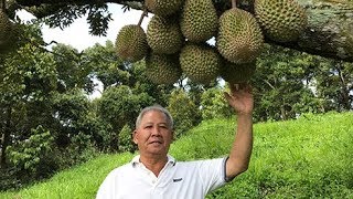 The Hunt For Musang King  The Fook Gor Durian Estate Sg Klau 勞勿福哥榴莲农场民宿 [upl. by Ydnys]