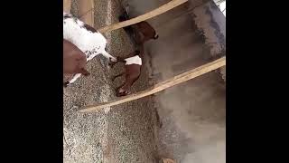 Top 3 Breed of Goat in Nigeria how to start up a goat farm [upl. by Conah]