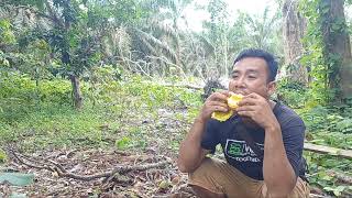 suasana dikebun barunyicip rasaquot durian lokal masak sambal tempe [upl. by Daza]