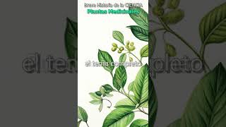 Plantas Medicinales  Breve Historia de la Ciencia «¿Qué planta medicinal se recomienda para… » [upl. by Jorey675]