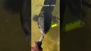 This is the first time I have seen a black fish with this hair color  come fish  wild fishing [upl. by Noremac]