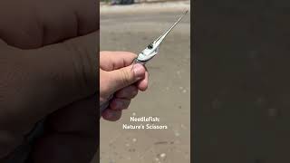 Needlefish Nature’s Scissors [upl. by Giusto581]