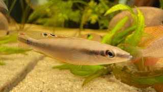 Crenicichla regani dwarf pike cichlid feeding time [upl. by Frisse]