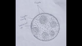 How to draw volvoxHow to draw easy volvox diagram step by step [upl. by Adlei]