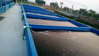 Biofloc fish farming in Bangladesh [upl. by Aes324]