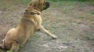 MASTIFF is a TURKISH DOG RACE and IT IS NOT ENGLISH [upl. by Arait]