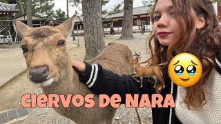 Este Lugar nos puso TRISTES 💔 Conociendo la CIUDAD de los CIERVOS 🇯🇵🦌 [upl. by Dyoll]