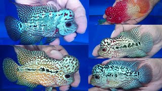 Kamfa Flowerhorn Prices at 99 India Aquarium Shop [upl. by Jeffrey]