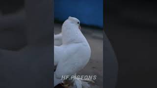 Humara naam fir trending bird shorts viralvideo [upl. by Schram863]