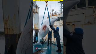 Baby white dolphin beckons people to get on board to save its mother।🥺shortvideo amazingfacts [upl. by Noemys]