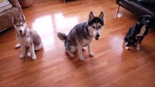 Mishka the Talking Husky and her sisters sit and stay [upl. by Dahcir]