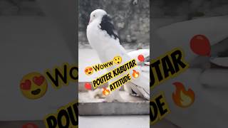 Pouter pigeon 🎈🔥😍 pigeon kabutar birds pouterpigeon vlog [upl. by Nnov]