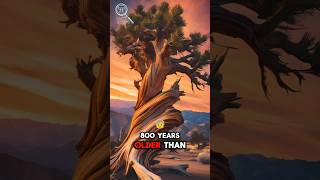 quotThe Methuselah Tree Secrets of the Worlds Oldest Living Organism Revealedquot [upl. by Bandur899]