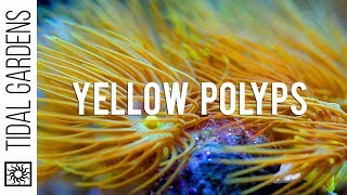 Yellow Parazoanthus Polyps Coral Care Tips [upl. by Adnarom]