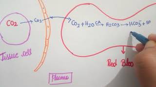 Chloride Shift  Respiration  11th CBSE  NEET  KVPY  NSEB [upl. by Eckhardt]