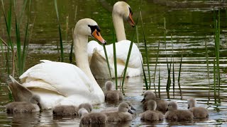 Swan Cygnets First Swim  4K  Discover Wildlife  Robert E Fuller [upl. by Mozelle]