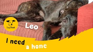 Leo the lovely Lurcher  Dogs Trust West Calder [upl. by Atnahsa261]