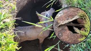 UM PERIGO PARA OS ANIMAIS  Buraco escondido na pastagens 😱 [upl. by Yras]