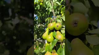 Pear Tree pear peartree trending satisfying [upl. by Acinot345]