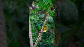 Blue throated barbet bird in Tripura Northeast India🐦bird birdslife birdslifestyle animalshorts [upl. by Olbap252]