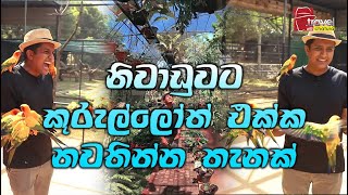 Travel With Chatura  නිවාඩුවට කුරුල්ලෝත් එක්ක නවතින්න තැනක්  Vlog 244 [upl. by Farah782]